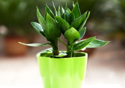 富贵竹修剪图解， 养花的自信之旅