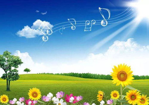 野菊花语：坚韧不拔，清雅高洁，自然之美