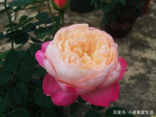 鹤望兰叶子卷曲是什么原因导致的？有没有解决技巧可以恢复