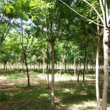 先说一说移栽前的准备工作