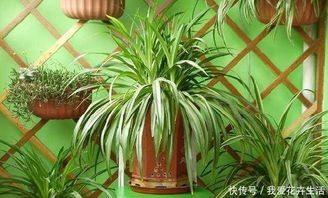 彩叶竹节吊兰繁殖方法是什么？如何快速繁殖更多植株