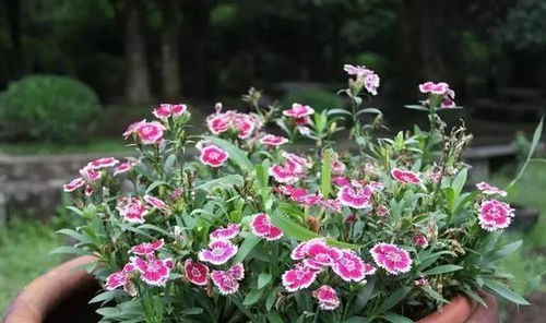 石竹开花，浇水有门道