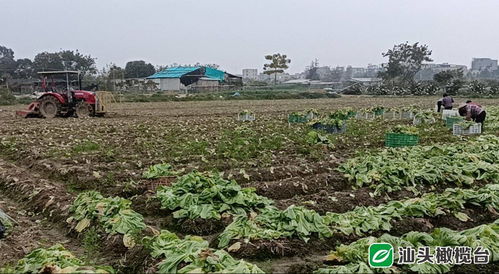 鞍山蔬菜市场，丰收的季节，种植什么Zui火？
