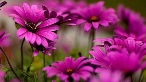 含蓄的表达：1-10朵的深情