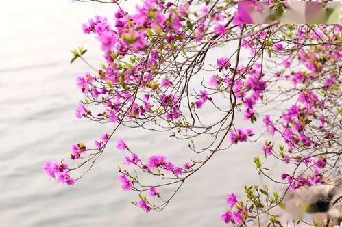 花香满怀，思乡情浓，异地花卉爱好者必看！