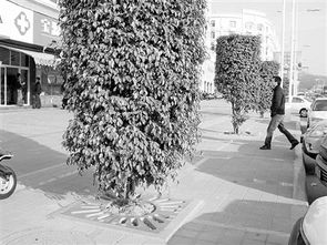 城市道路灌木品种揭秘