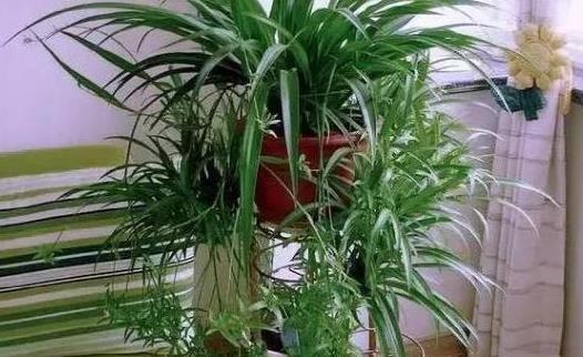 吊兰适合放卧室吗？养花达人揭秘卧室绿植选择