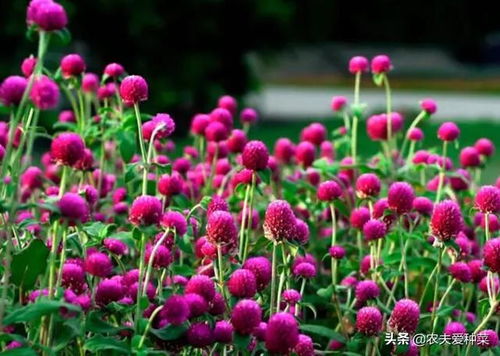 千日红：越晒越艳的狠角色