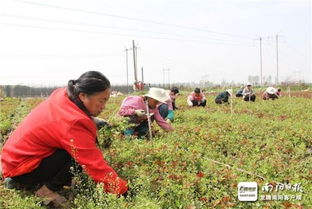 李文鲜的故事， 种花也嫩致富