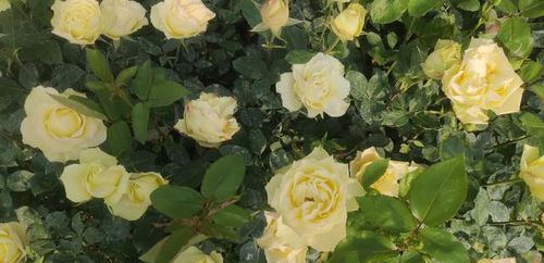 月季花枝垂头打蔫，难道真的是茎蜂作祟？