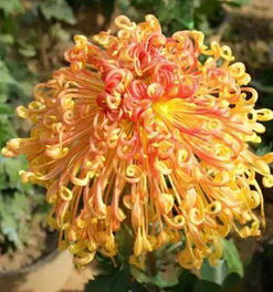 探索菊花文化：菊花的象征意义与美学价值