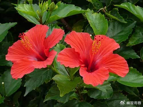扶桑花不吉利？老花匠揭秘真相