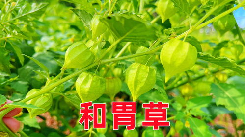 植物的力量，与自然的对话