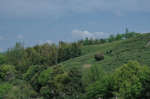 2. 生命力顽强， 适应性强