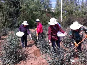 秋天的收获， 树木的准备