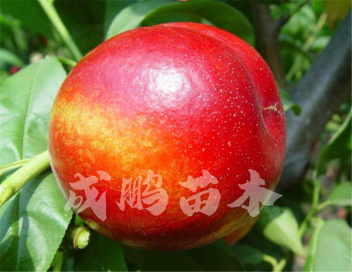 新品种果树苗有哪些？这几种适合你