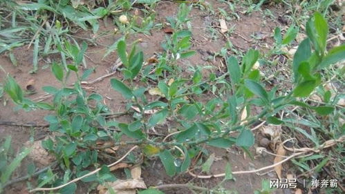 紫皮石斛，特殊处理