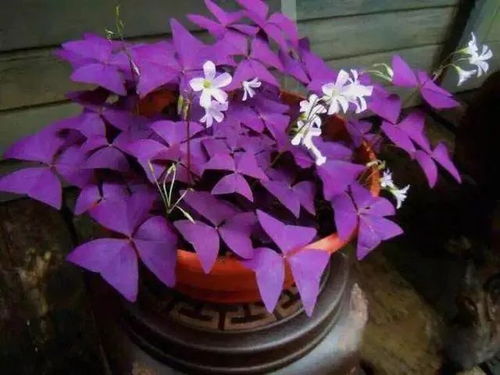 藏红花， 喜排水畅通、疏松肥沃、腐殖质丰富的沙质土