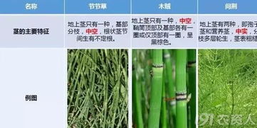 guan与笔管草和笔筒草的除草剂使用探讨