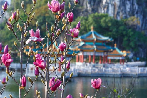 三月花开，春意盎然