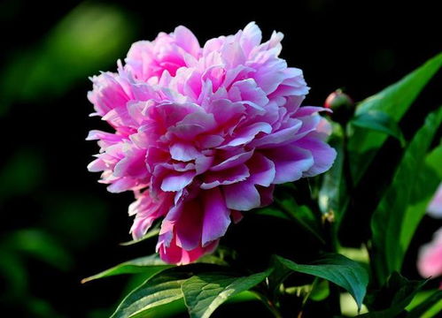 冬天新买的芍药怎么种？如何让它顺利过冬