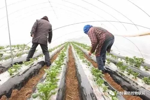 土壤选择也hen重要