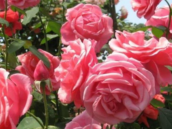 guan与金色月季的美丽传说