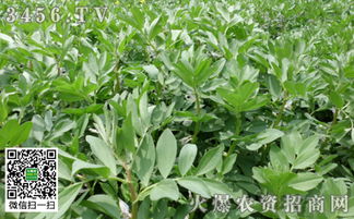 药剂防治， 得讲究方法