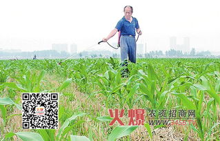 玉米田防治芦苇，哪种除草剂Zui有效？