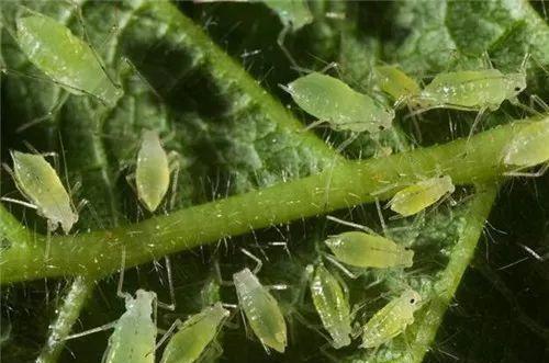 月季花蚜虫，让人头疼