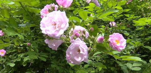 七姊妹(Rosa multiflora 'Grevillei')为蔷薇科蔷薇属灌木。枝直立， 较细，有近蔓生；单数羽状复叶，小面薄，托叶附着于叶柄上；成伞房花序，有淡红、朱红、淡白等色，具淡香；果卵形，较小，褐红色；花期为5-6月，果熟期9-10月。