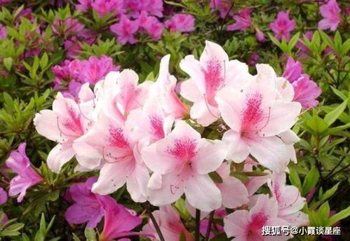 杜鹃花的魅力：艳丽与药效并存