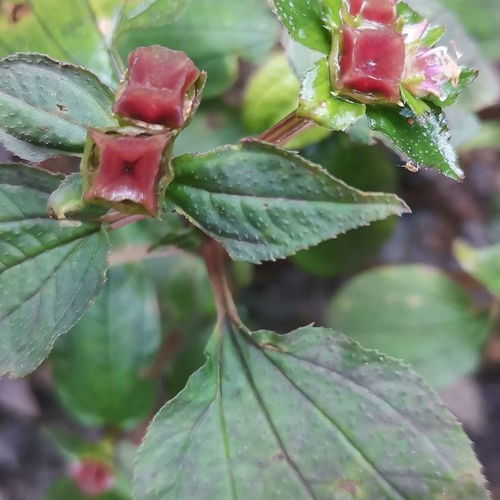 百日红草药的价值