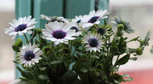 寻找那抹独特的色彩——探寻《花的品种大全》中的稀有品种