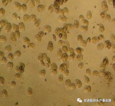鲫鱼养殖赤皮病是一种常见疾病，由嗜水气单胞菌引起