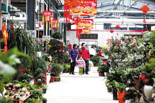 探寻徐州花卉绿植的乐园