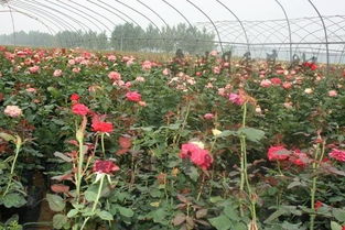 南阳月季基地， 批发供应，价格美丽