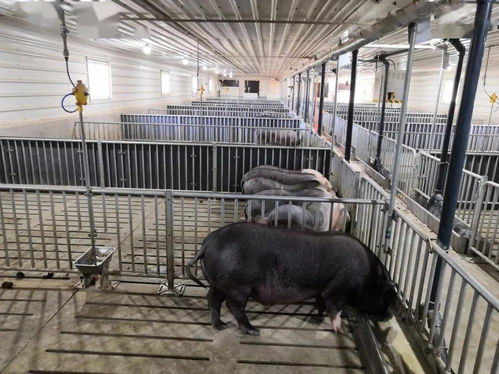 猪场图解：动物福利