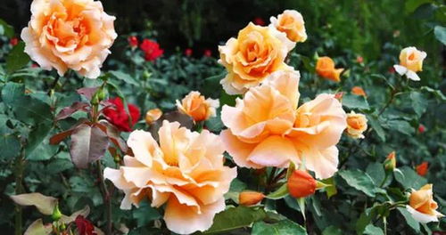 月季花开， 渭南焕彩