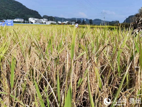 白粉病的防治，注意田间湿度
