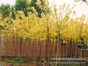 金叶榆与金枝槐：两种树的不同之处