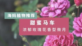温柔珊瑚心月季：阳台上的温柔力量