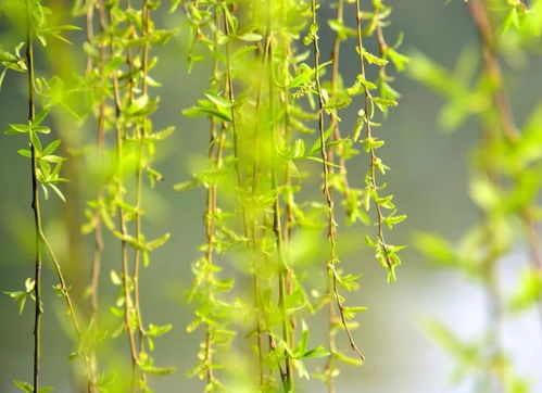 柳树的价格波动