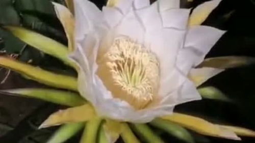 如何邂逅这难得的静默绽放呢？