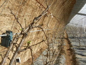 先来聊聊五针松的种植条件