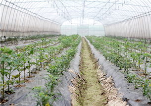 特色蔬菜，你也得了解点