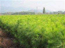 承德市，苗木的宝地