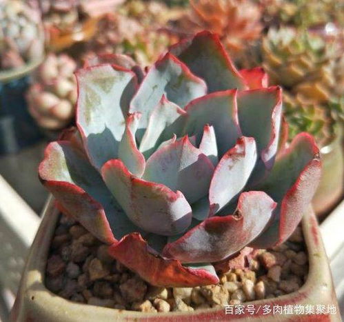 多肉植物有蚂蚁怎么办？如何安全去除蚂蚁