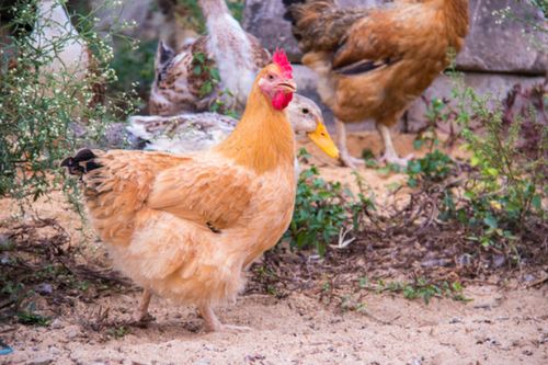 每千克肉鸡饲料能量是多少？鸡常用的能量饲料有哪些？