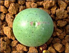 肉锥不发根，咋整？视频来了堪完你就懂了！